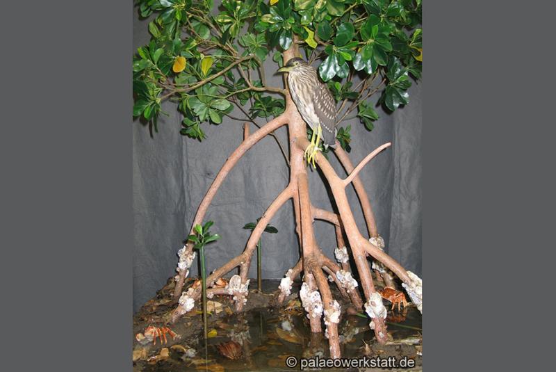 Biological community of a Caribbean mangrove forest  - customized pedestal with small white mangrove tree, nighthawk, mangrove crabs and  other species.