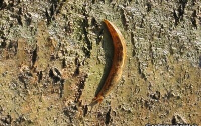 Lehmannia marginata