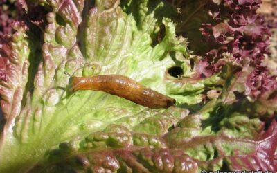 Deroceras sturanyi