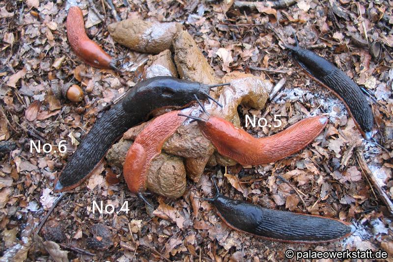A.rufus Aufsicht