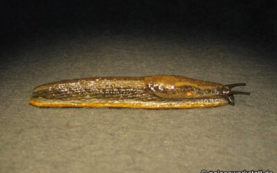 Arion distinctus