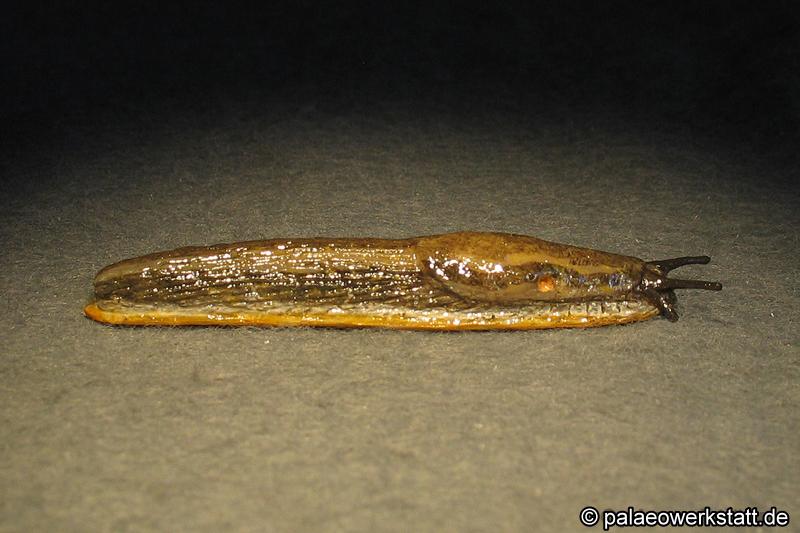 18-1_081_A.distinctus_Seiter_161_(7)