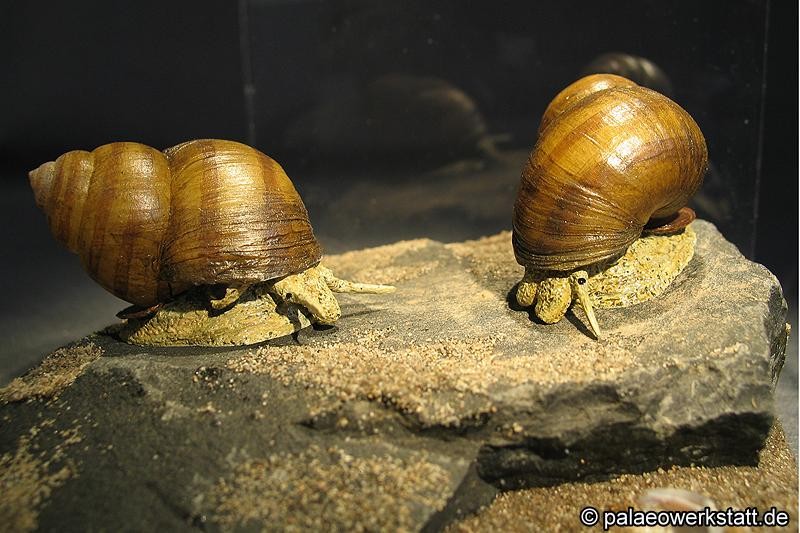 Viviparus viviparus