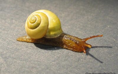 Cepaea hortensis