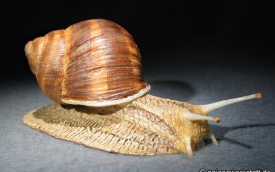Helix pomatia
