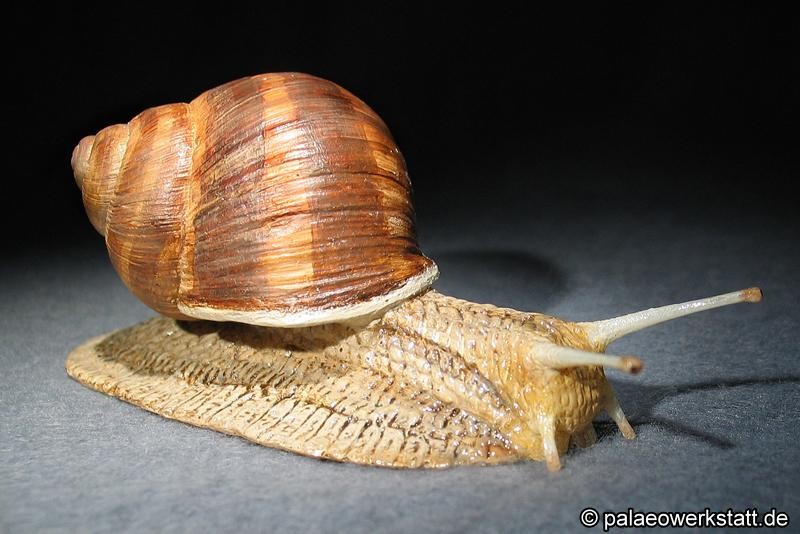 Helix pomatia