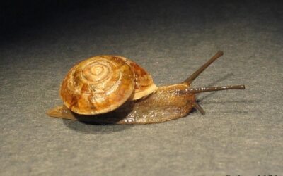Helicigona lapicida