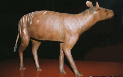 Hyracotherium sp.
