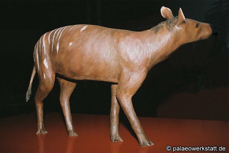 Hyracotherium sp.