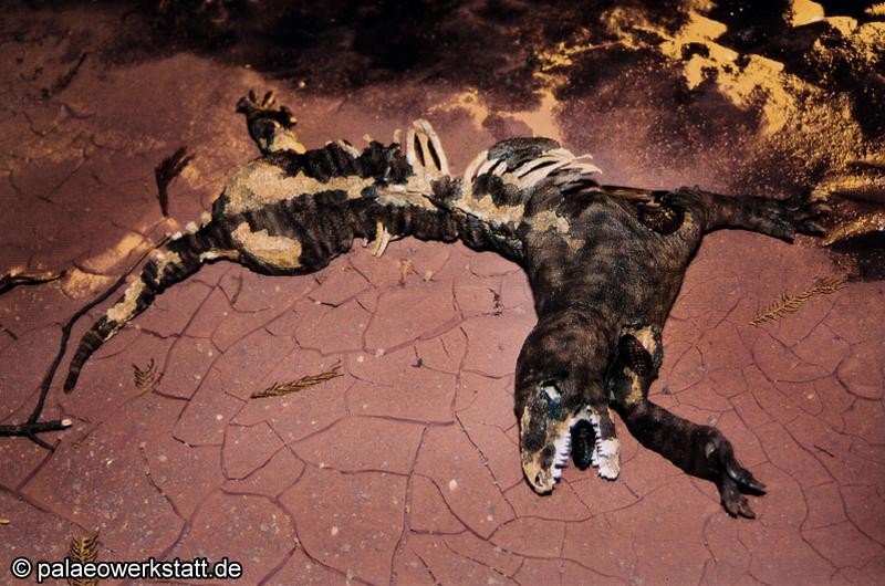 25-9_Procynosuchus-aas4