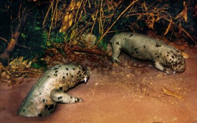 Diictodon sp.