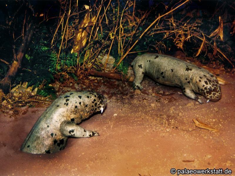 Diictodon sp.