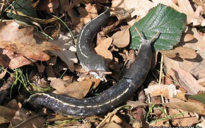 Limax cinereoniger