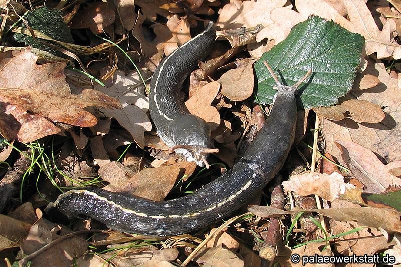 Limax cinereoniger