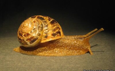 Cornu aspersum