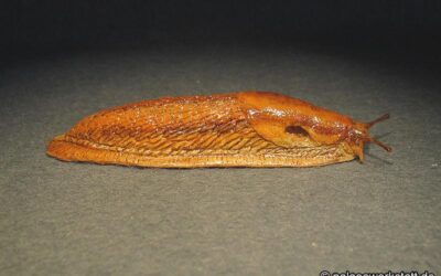 Arion subfuscus