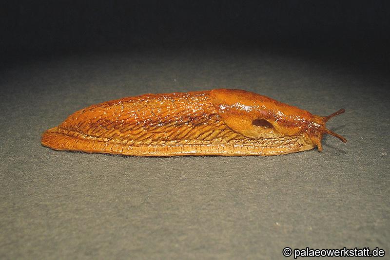 30-1_A.subfuscus Seiter