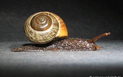 Arianta arbustorum