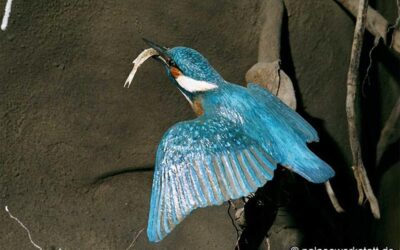 Alcedo atthis