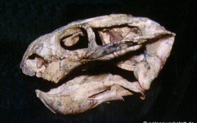 Oudenodon baini