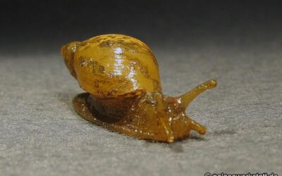 Succinea putris