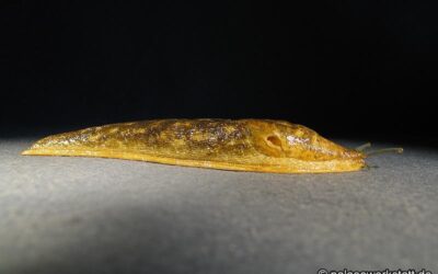 Limax flavus
