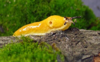 Malacolimax tenellus