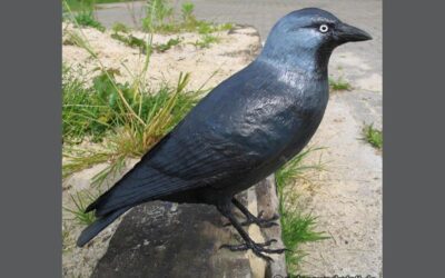 Corvus monedula