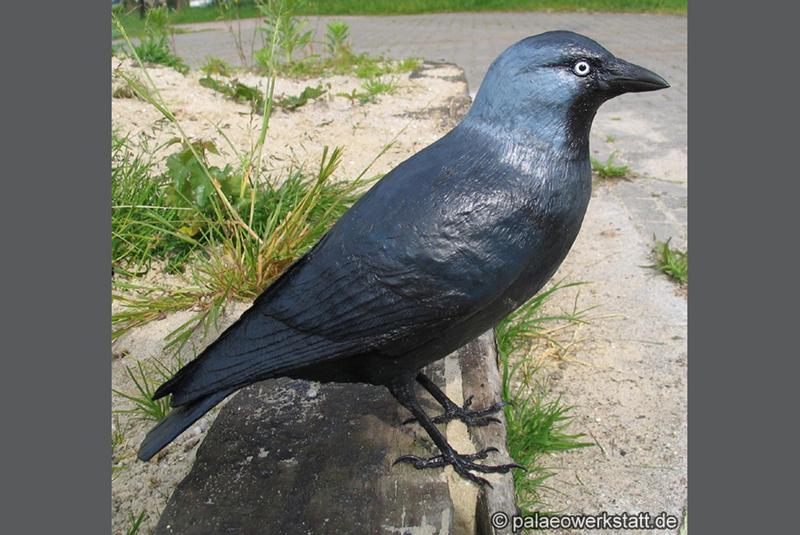 Corvus monedula