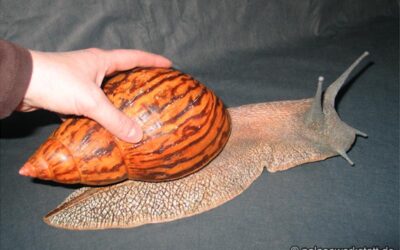 Achatina achatina