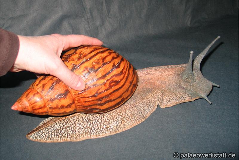 A.achatina mit Hand
