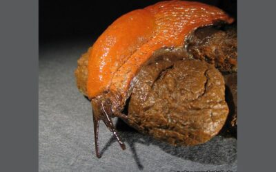 Arion lusitanicus