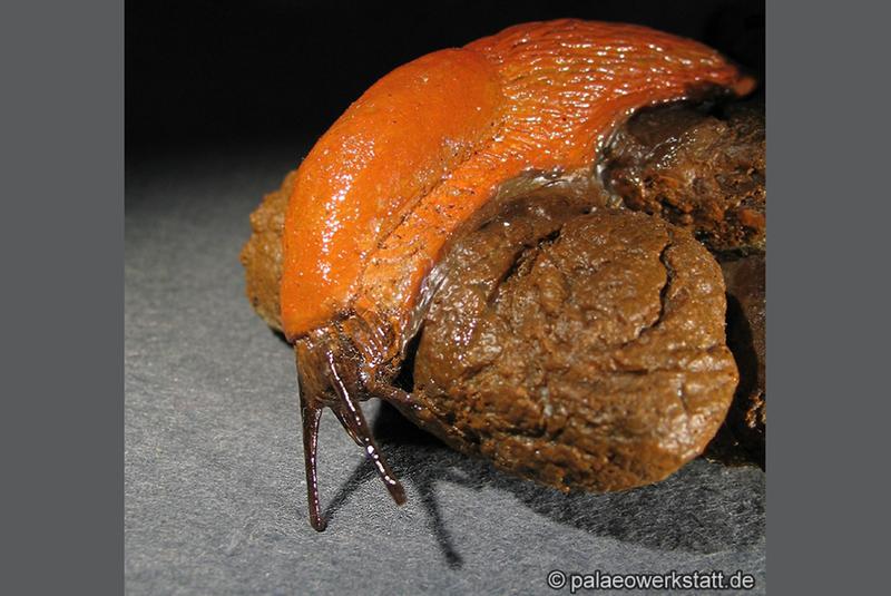 Arion lusitanicus