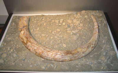 Subfossile Funde