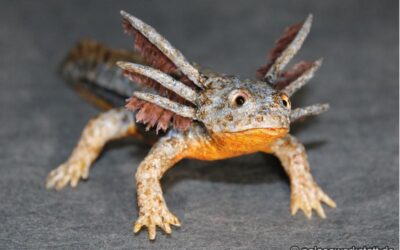 Apateon pedestris