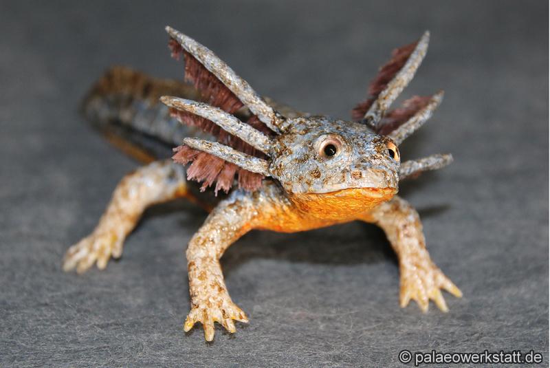 Apateon pedestris