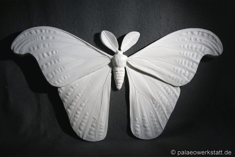 Atlas moth (Attacus atlas)