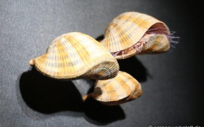 Atrypa reticularis