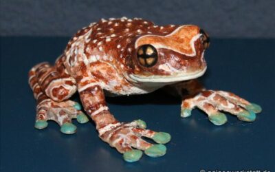Trachycephalus resinifictrix