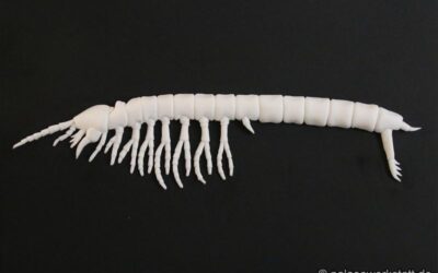 Parabathynella badenwuerttembergensis