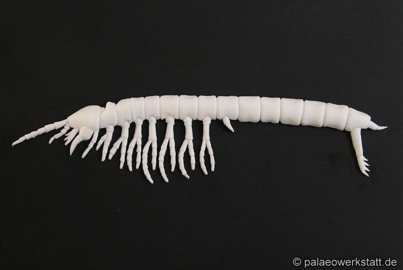 Parabathynella badenwuerttembergensis