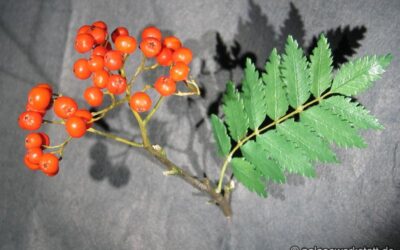 Sorbus aucuparia