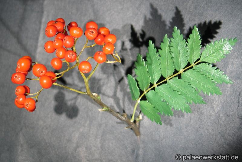 Sorbus aucuparia