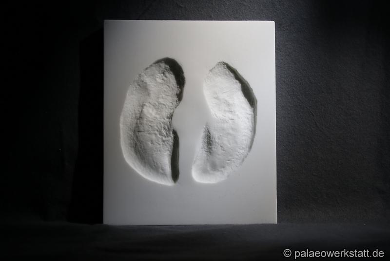 Common eland (Taurotragus oryx) footprint