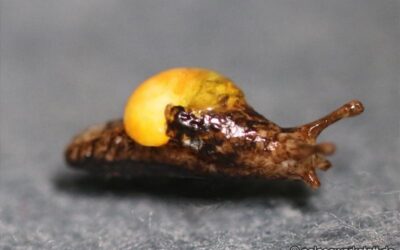 Eucobresia glacialis