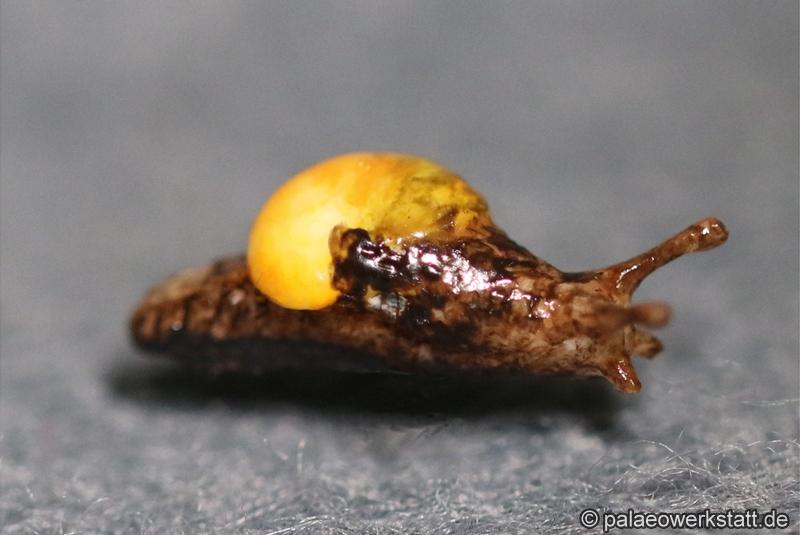 Eucobresia glacialis