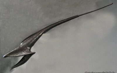 Eurypharynx pelecanoides