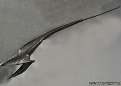 Lebensgroßes Kunststoffmodell Pelikanaal, Eurypharynx pelecanoides