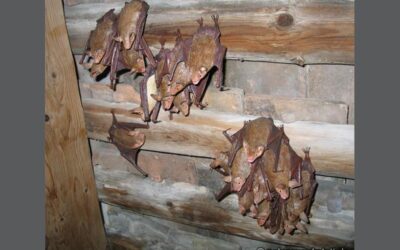 Myotis myotis