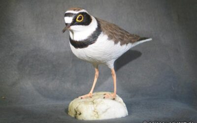 Charadrius dubius
